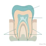Parts of a Tooth Explained: Enamel, Dentin, and Pulp Parts of a tooth — featured image