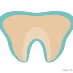 diagram-style illustration of tooth layers